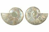 Cut & Polished, Agatized Ammonite Fossil - Madagascar #234430-1